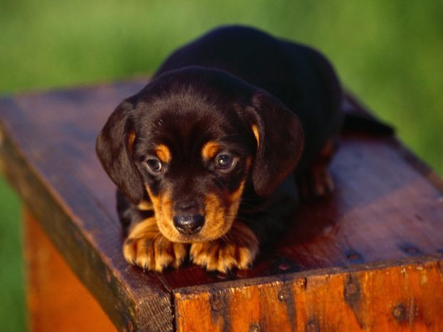 Dachshund Puppy Dog Pictures HD Wallpaper Backgrounds